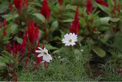 【伴游啦】六月花开时，最美鼓浪屿。(图4)