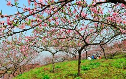 桃花源美景