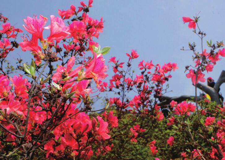 云雾山旅游一日游攻略