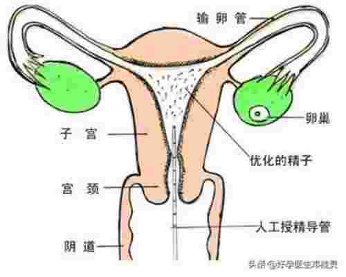 男人梦见自己怀孕（老公梦到怀孕高兴坏了）(图4)