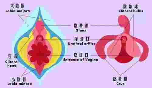 女性生理知识（女性私密也会发出声音）